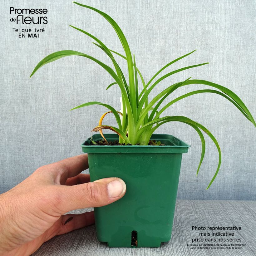 Exemplaar van Hemerocallis Pandora s Box - Daglelie Pot van 1 l/1,5 l zoals geleverd in de lente