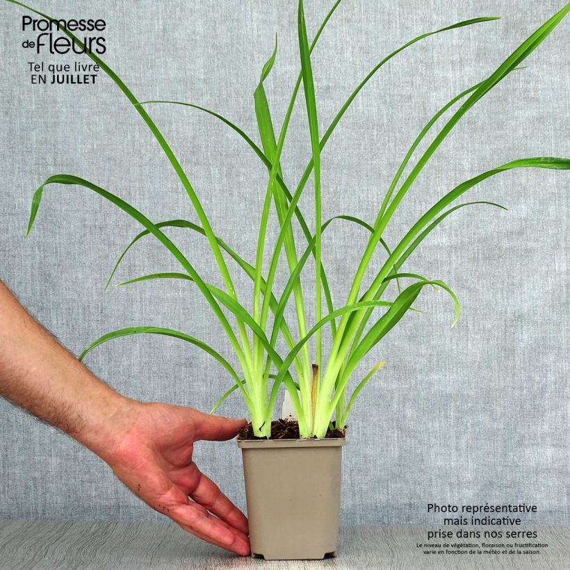Exemplaar van Hemerocallis Pardon Me - Daglelie Kweekpotje van 8/9 cm zoals geleverd in de zomer
