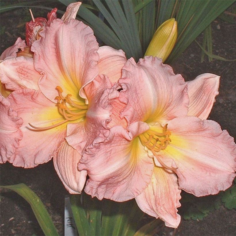 Hemerocallis Pink Flirt - Daglelie (Bloei)
