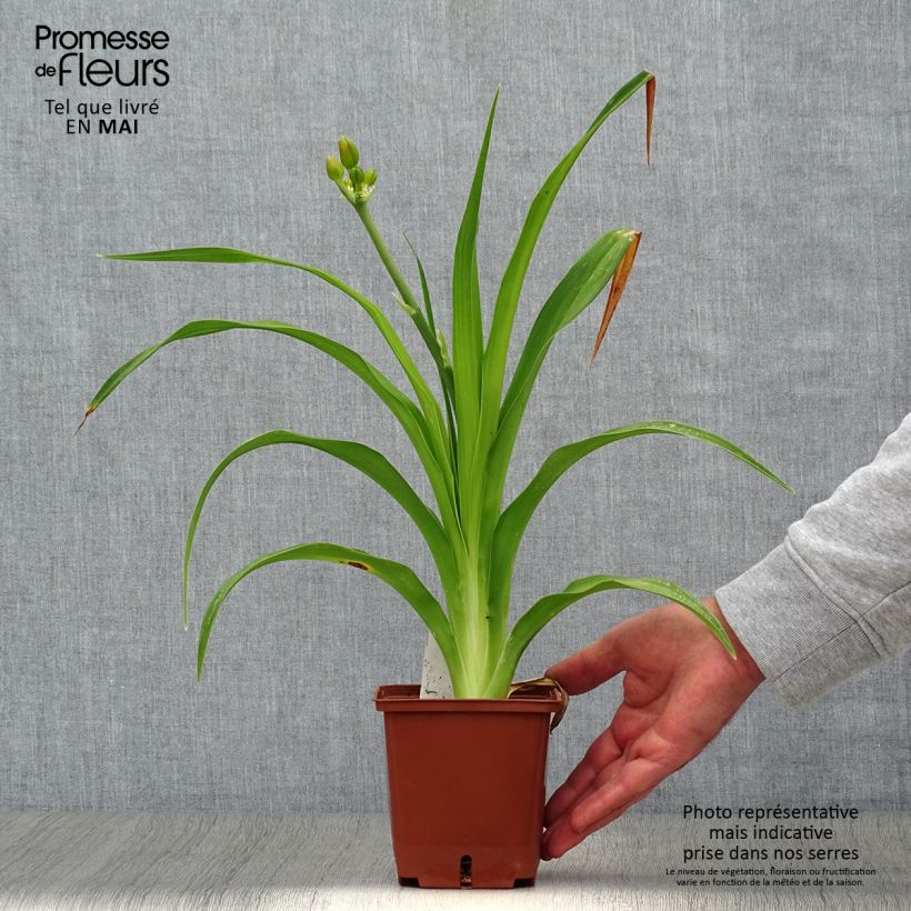 Exemplaar van Hemerocallis Poogie - Daglelie Pot van 1 l/1,5 l zoals geleverd in de lente