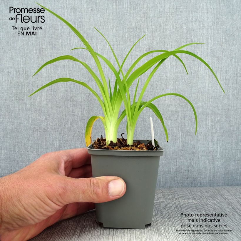 Exemplaar van Hemerocallis Prairie Blue Eyes - Daglelie Pot van 1 l/1,5 l zoals geleverd in de lente