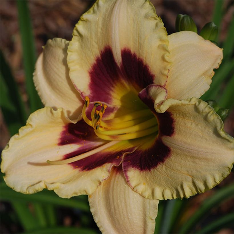 Hemerocallis Raspberry Candy - Daglelie (Bloei)