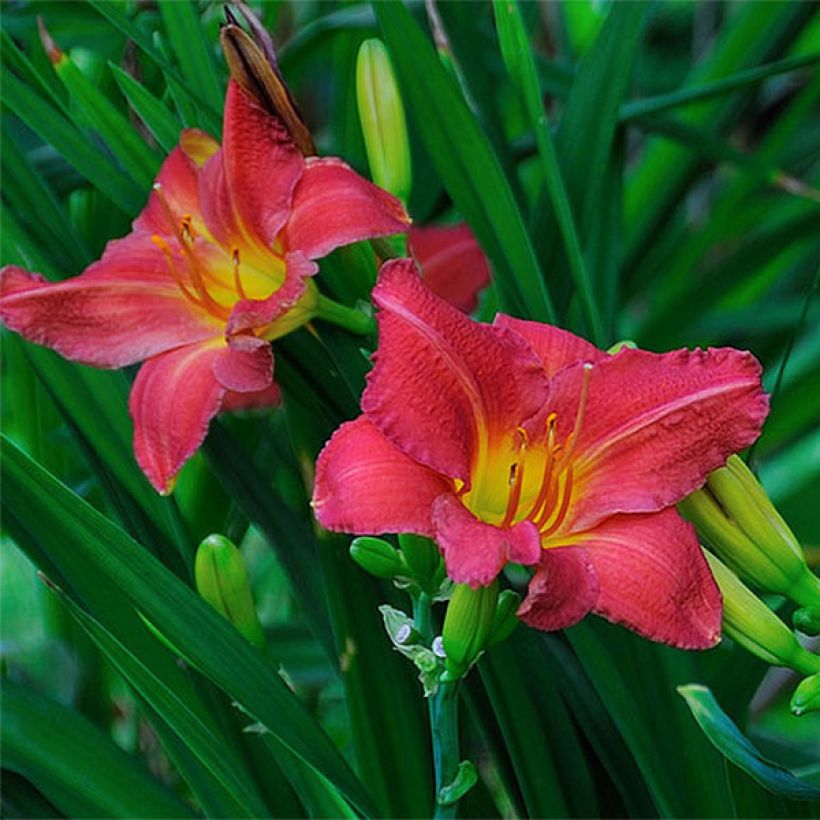 Hemerocallis Red Rum - Daglelie (Bloei)