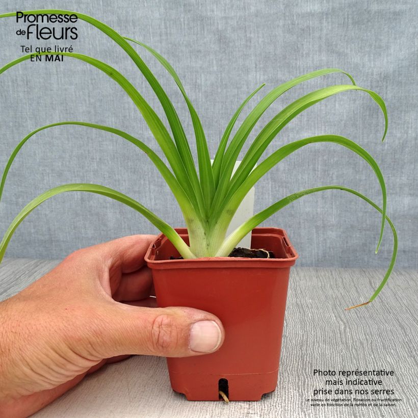 Exemplaar van Hemerocallis Roswitha - Daglelie Kweekpotje van 8/9 cm zoals geleverd in de lente