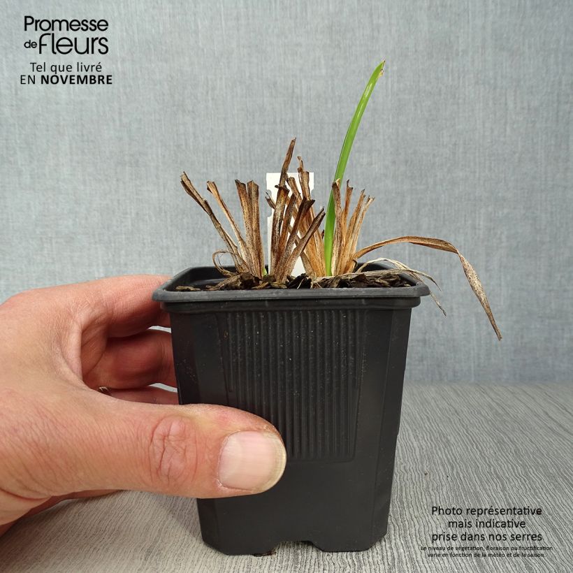 Exemplaar van Hemerocallis Rosy Returns - Daglelie Kweekpotje van 8/9 cm zoals geleverd in de herfst