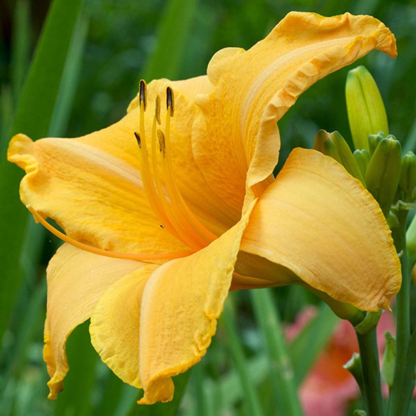 Hemerocallis Ruffled Apricot - Daglelie (Bloei)