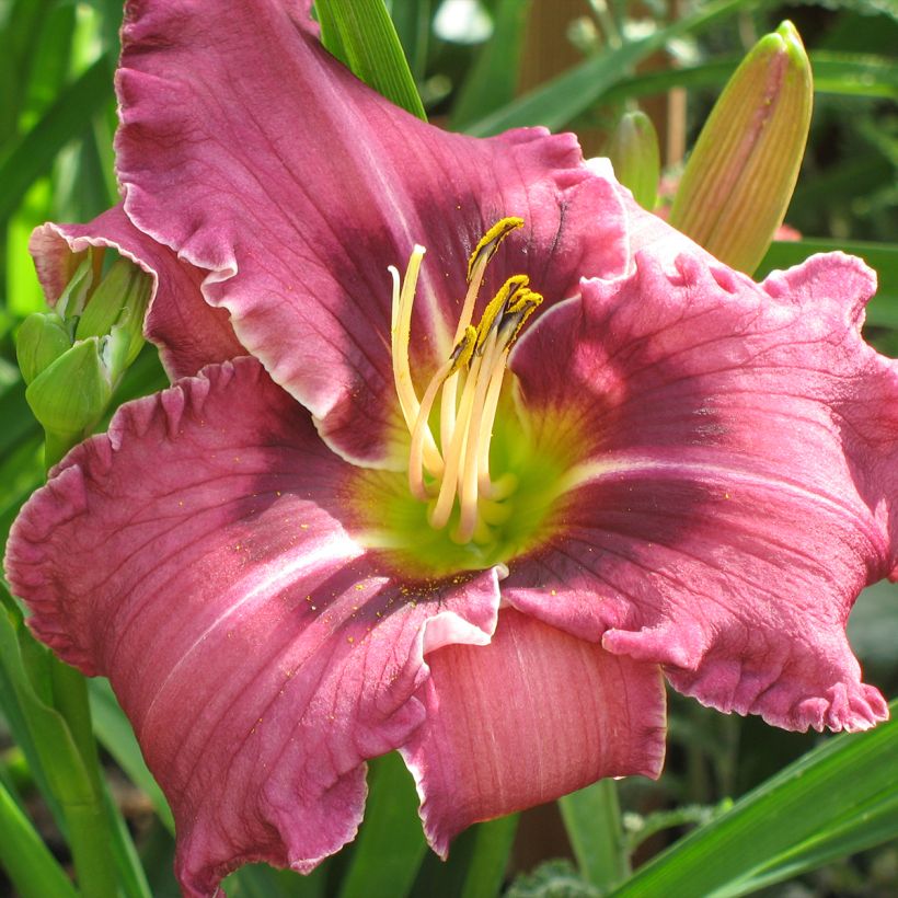 Hemerocallis Russian Ragtime - Daglelie (Bloei)