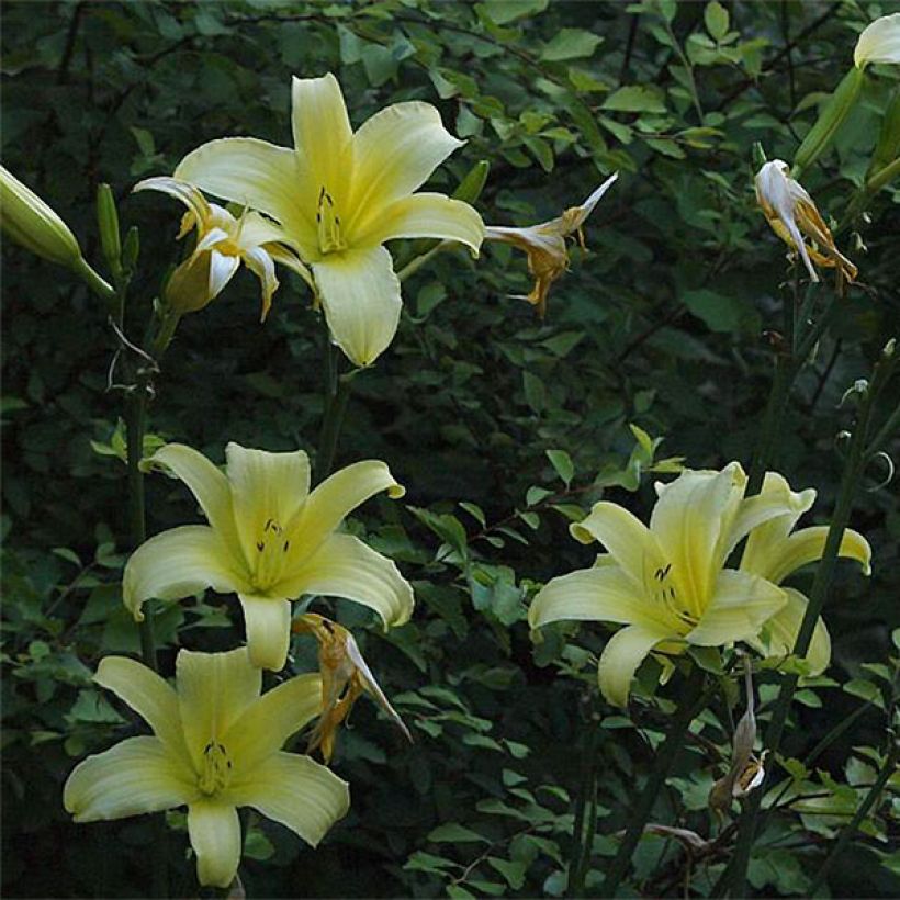 Hemerocallis Shooting Star - Daglelie (Bloei)