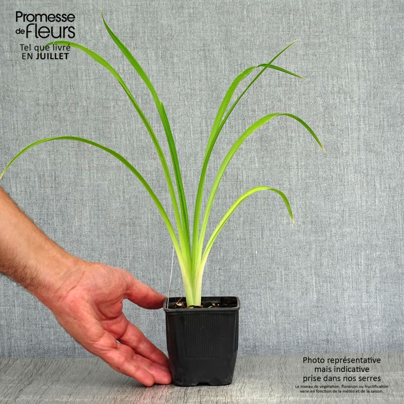 Exemplaar van Hemerocallis Shooting Star - Daglelie Kweekpotje van 8/9 cm zoals geleverd in de zomer