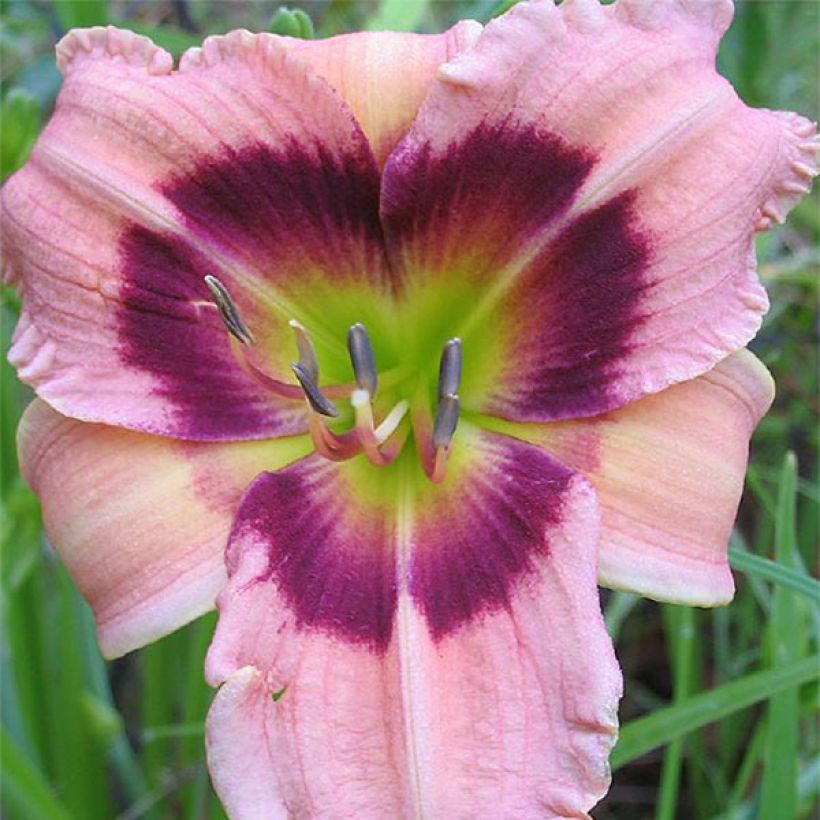 Hemerocallis Siloam Bo Peep - Daglelie (Bloei)