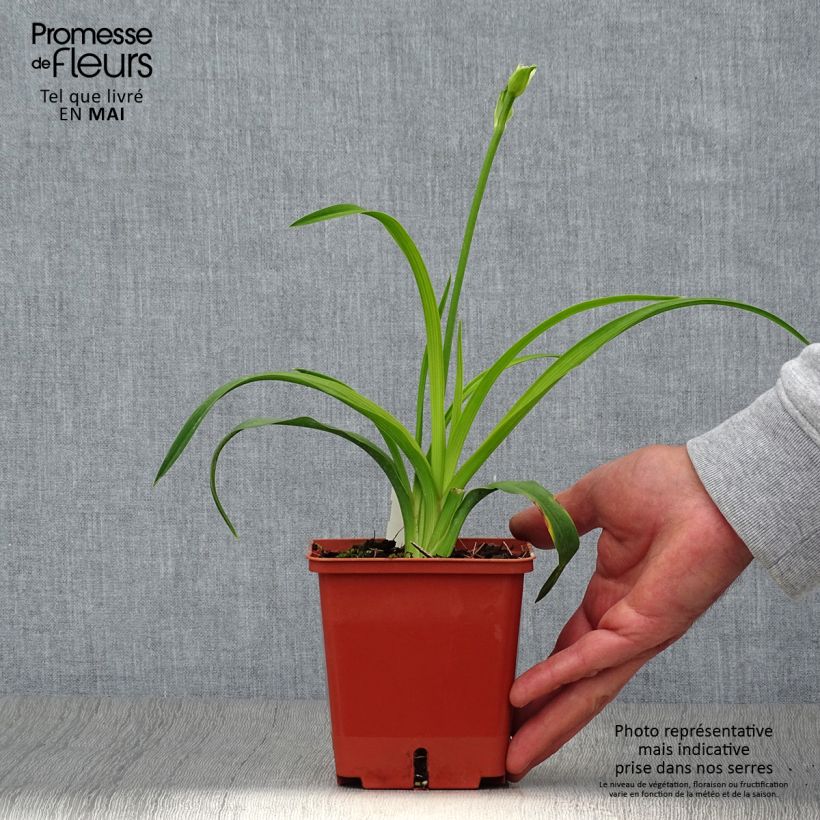 Exemplaar van Hemerocallis Siloam Double Classic - Daglelie Pot van 1 l/1,5 l zoals geleverd in de lente