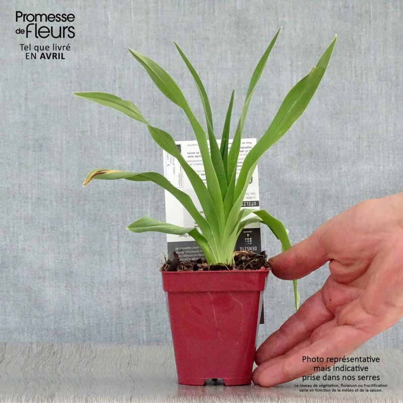 Exemplaar van Hemerocallis Siloam Double Classic - Daglelie Kweekpotje van 8/9 cm zoals geleverd in de lente