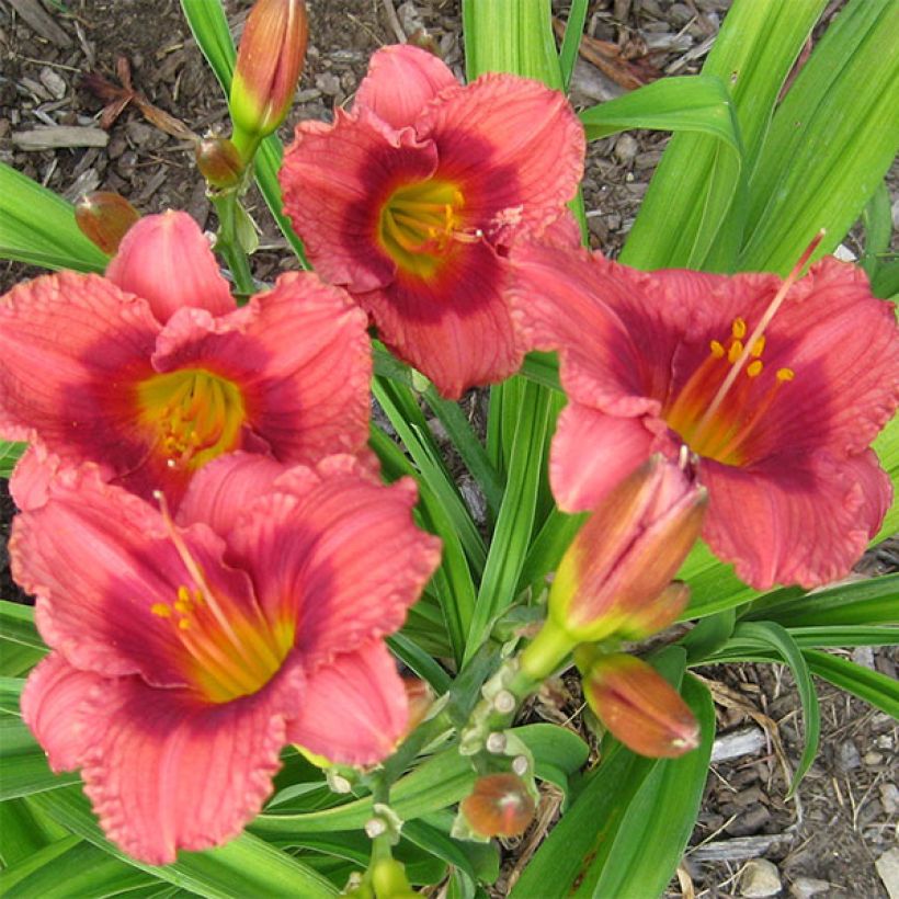 Hemerocallis Siloam Jim Cooper - Daglelie (Bloei)