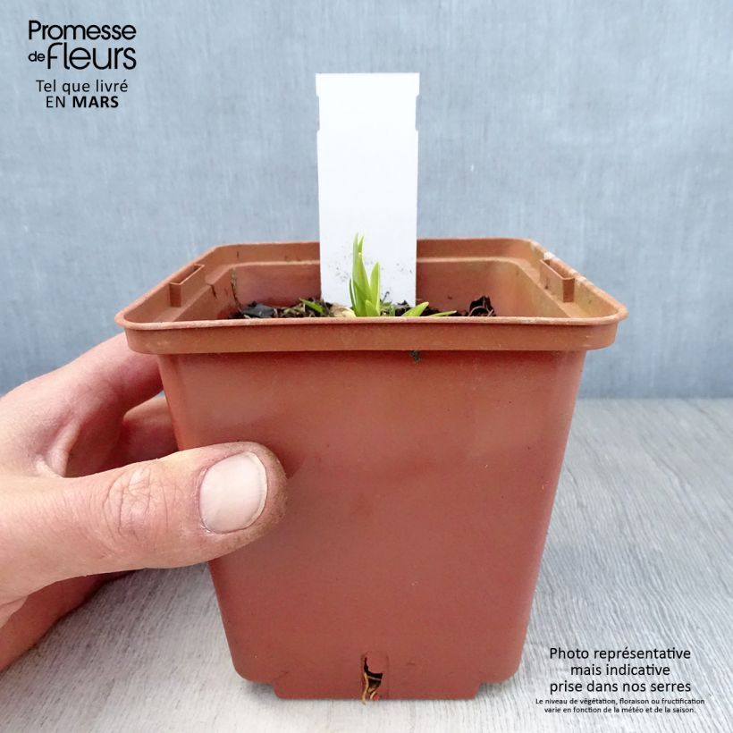 Exemplaar van Hemerocallis Siloam Ribbon Candy - Daglelie Pot van 1 l/1,5 l zoals geleverd in de lente