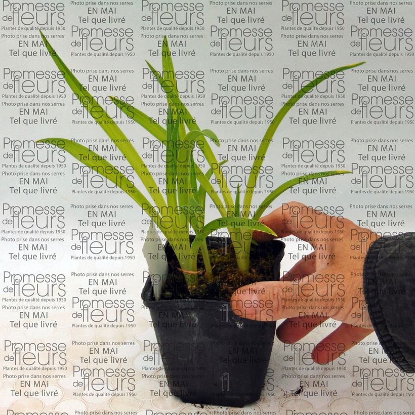 Voorbeeld van een exemplaar van Hemerocallis Siloam Ribbon Candy - Daglelie Kweekpotje van 8/9 cm zoals geleverd