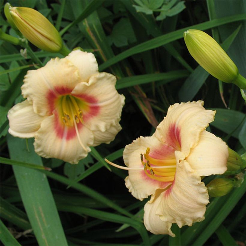 Hemerocallis Siloam Virginia Henson - Daglelie (Bloei)