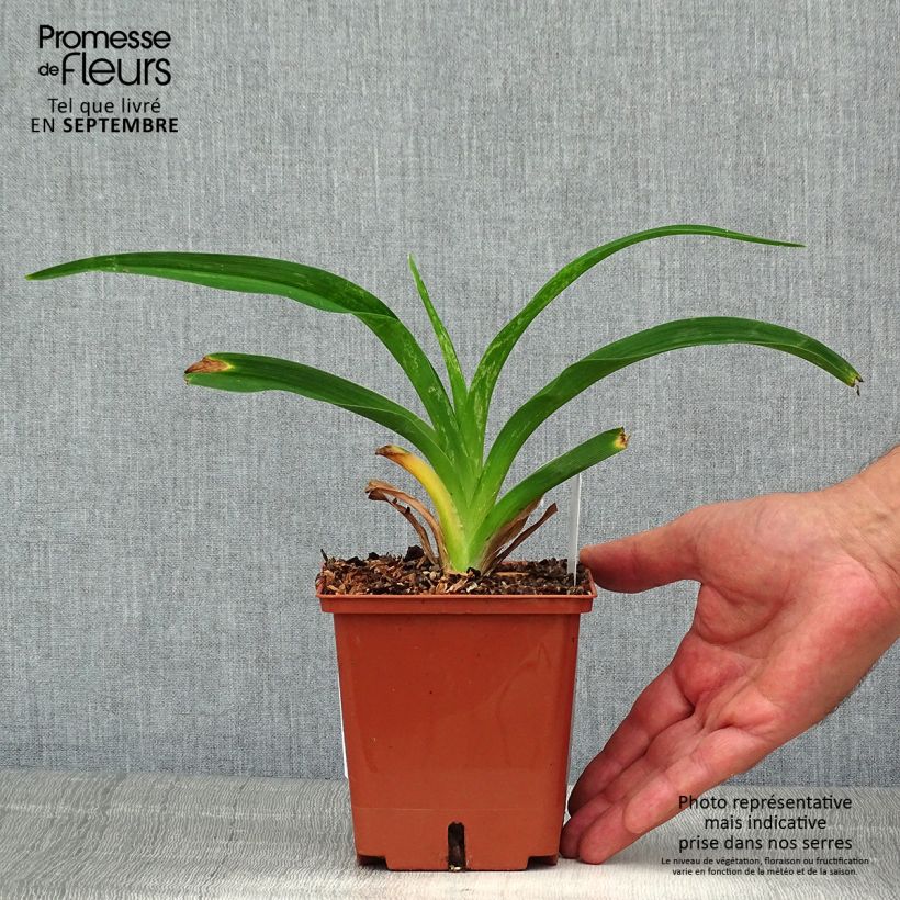 Exemplaar van Hemerocallis Siloam Virginia Henson - Daglelie Pot van 1 l/1,5 l zoals geleverd in de zomer