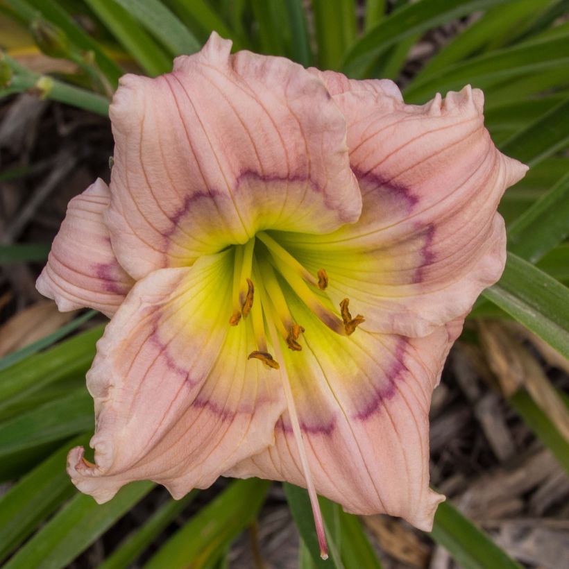 Hemerocallis Siloam David Kirchhoff - Daglelie (Bloei)