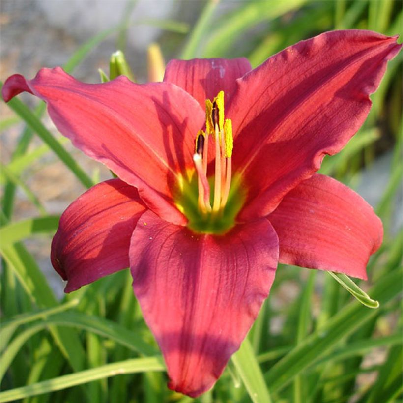 Hemerocallis Skiatook Cardinal - Daglelie (Bloei)