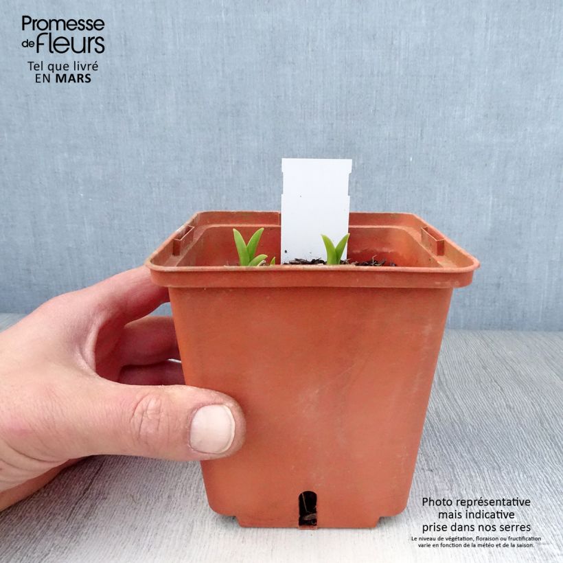 Exemplaar van Hemerocallis Snowy Eyes - Daglelie Pot van 1 l/1,5 l zoals geleverd in de lente