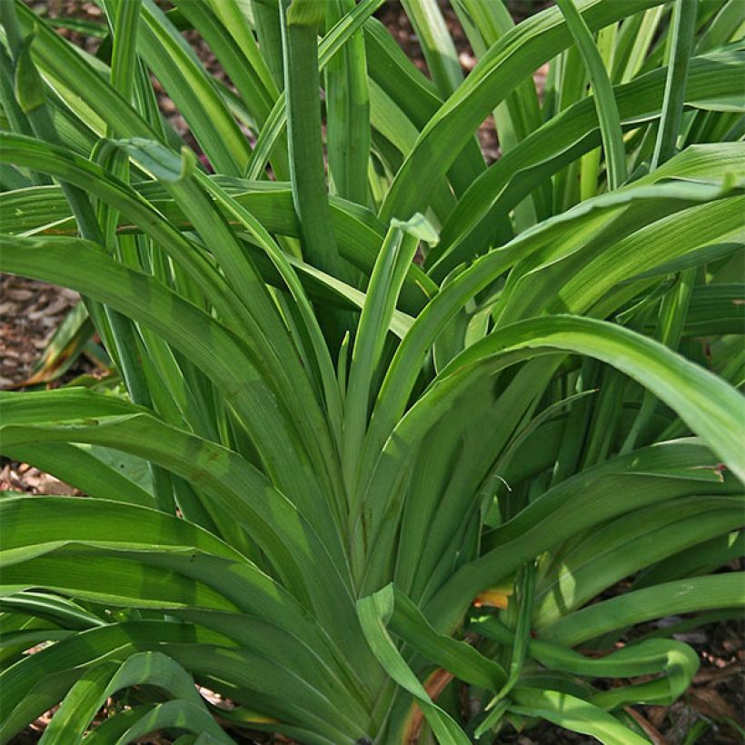 Hemerocallis Soft Cashmere - Daglelie (Blad)