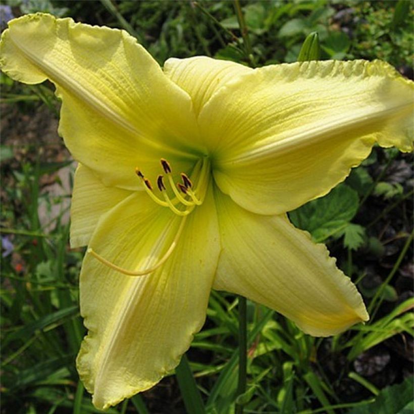 Hemerocallis Soft Cashmere - Daglelie (Bloei)