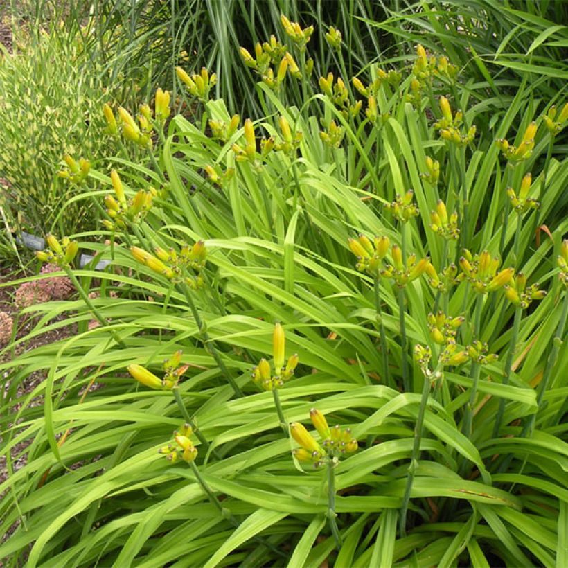 Hemerocallis Soft Cashmere - Daglelie (Groeiplaats)