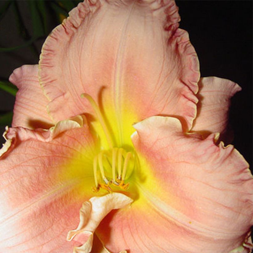 Hemerocallis Someone Special - Daglelie (Bloei)