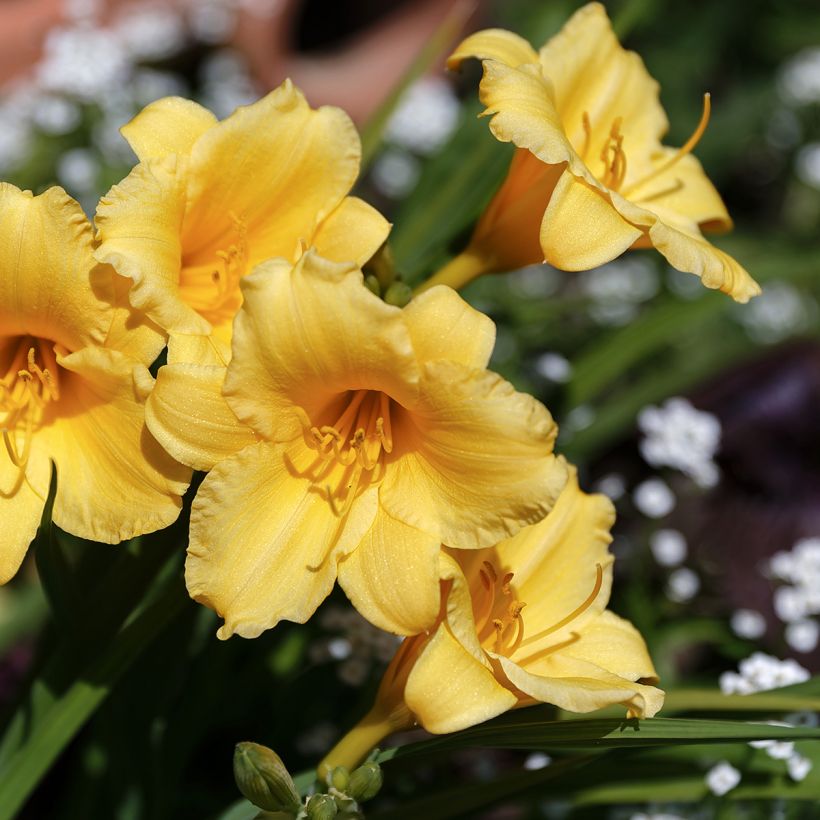 Hemerocallis Stella de Oro - Daglelie (Bloei)