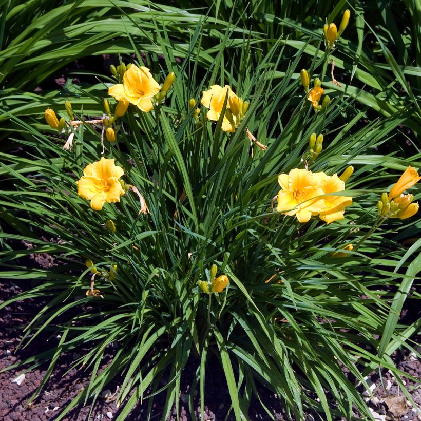 Hemerocallis Stella de Oro - Daglelie (Groeiplaats)