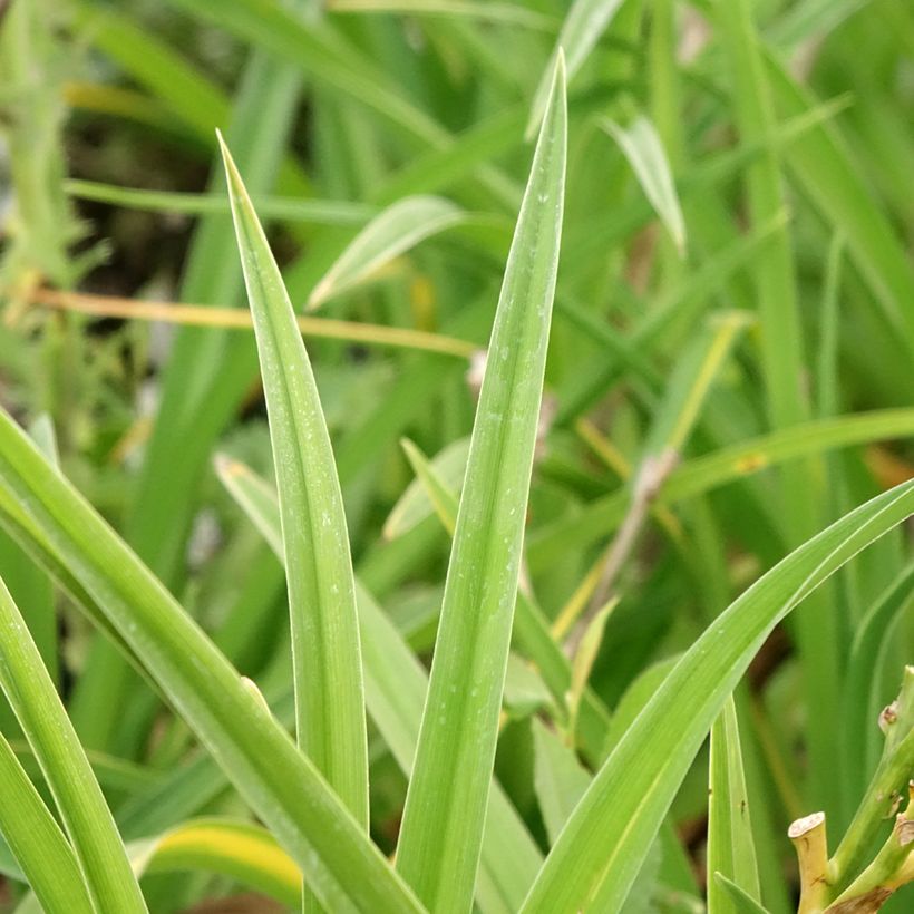 Hemerocallis Strawberry Candy - Daglelie (Blad)
