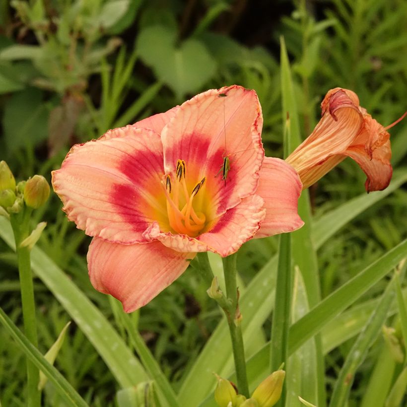 Hemerocallis Strawberry Candy - Daglelie (Bloei)