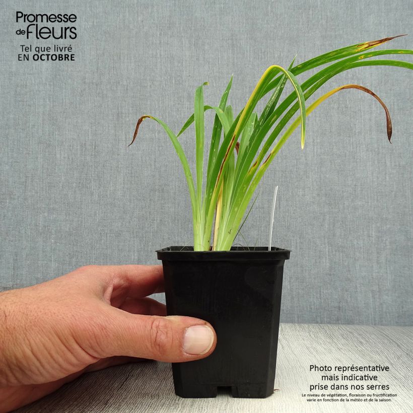 Exemplaar van Hemerocallis Strawberry Candy - Daglelie Kweekpotje van 8/9 cm zoals geleverd in de herfst