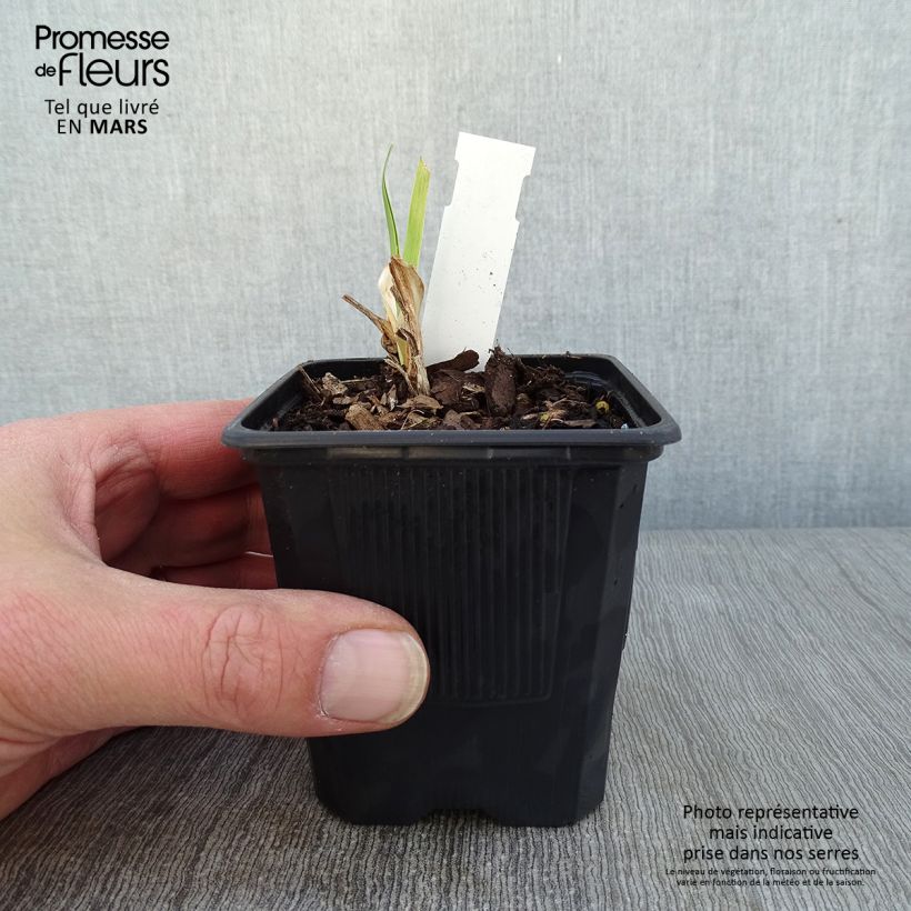 Exemplaar van Hemerocallis Strawberry Fields For Ever - Daglelie Kweekpotje van 8/9 cm zoals geleverd in de winter