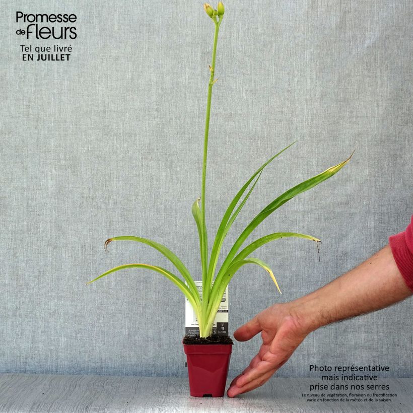 Exemplaar van Hemerocallis Strawberry Swirl - Daglelie Kweekpotje van 8/9 cm zoals geleverd in de zomer