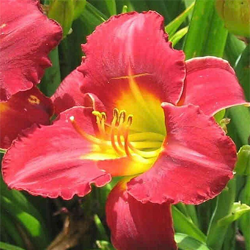 Hemerocallis Study in Scarlet - Daglelie (Bloei)