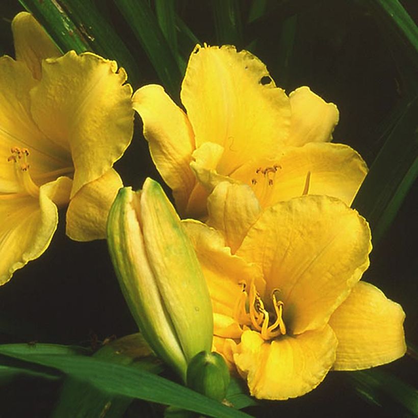 Hemerocallis Suns Eyes - Daglelie (Bloei)