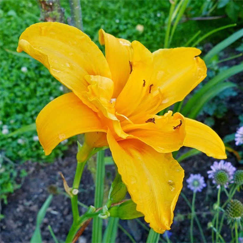 Hemerocallis Three Tears - Daglelie (Bloei)