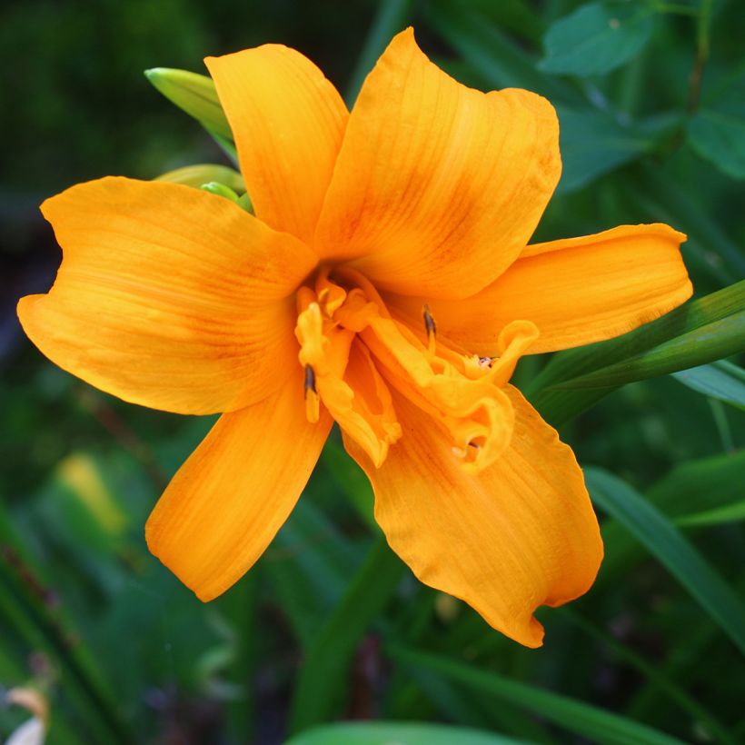 Hemerocallis Three Tears - Daglelie (Bloei)