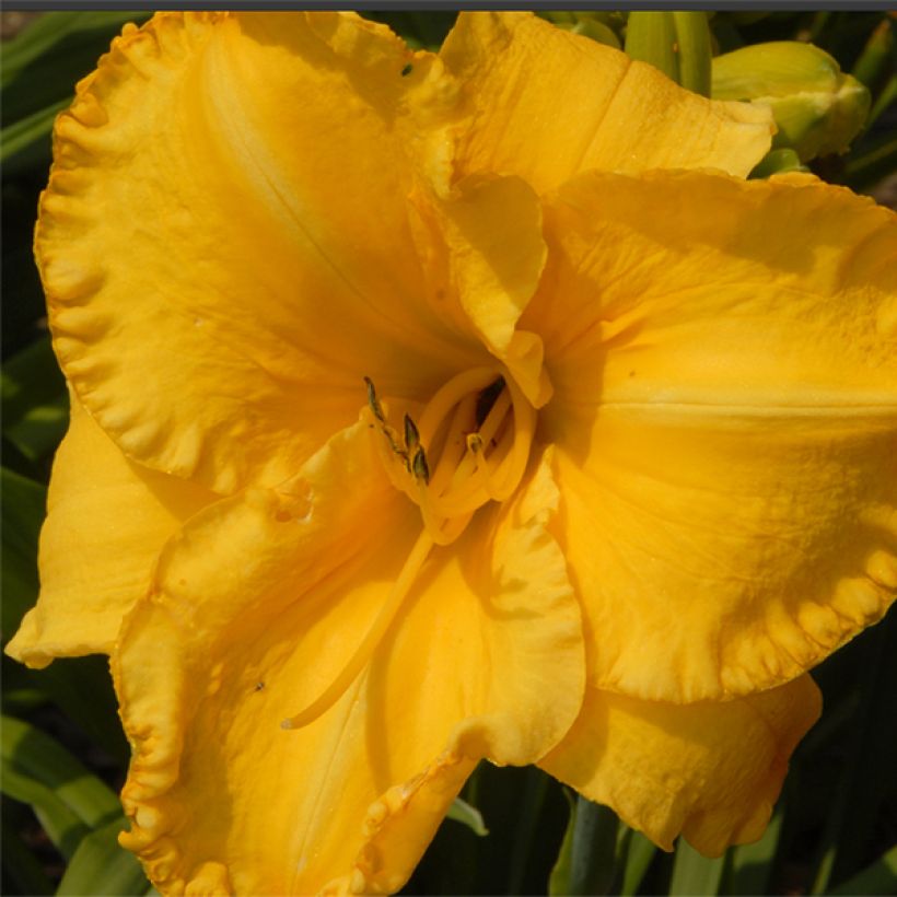 Hemerocallis Victorian Collar - Daglelie (Bloei)
