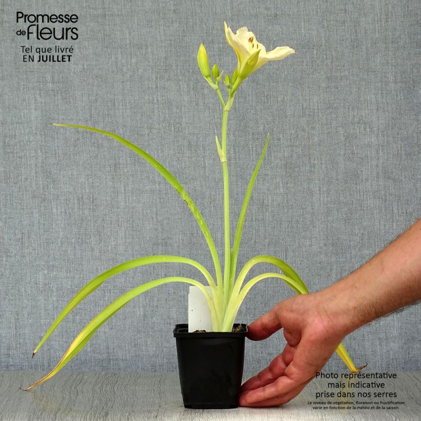 Exemplaar van Hemerocallis White Temptation - Daglelie Kweekpotje van 8/9 cm zoals geleverd in de zomer