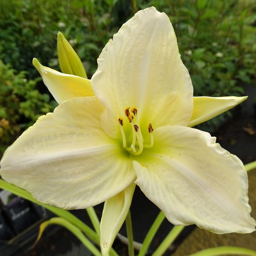 Hemerocallis White Temptation - Daglelie (Bloei)