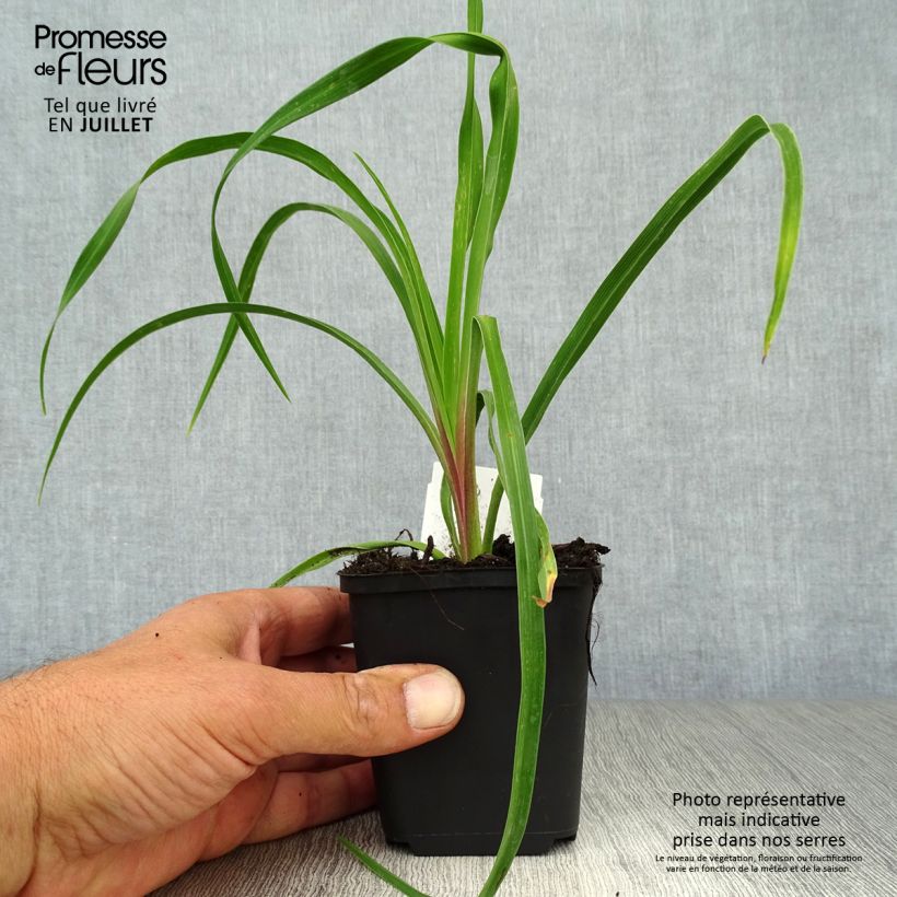 Exemplaar van Hemerocallis citrina - Daglelie Kweekpotje van 8/9 cm zoals geleverd in de zomer