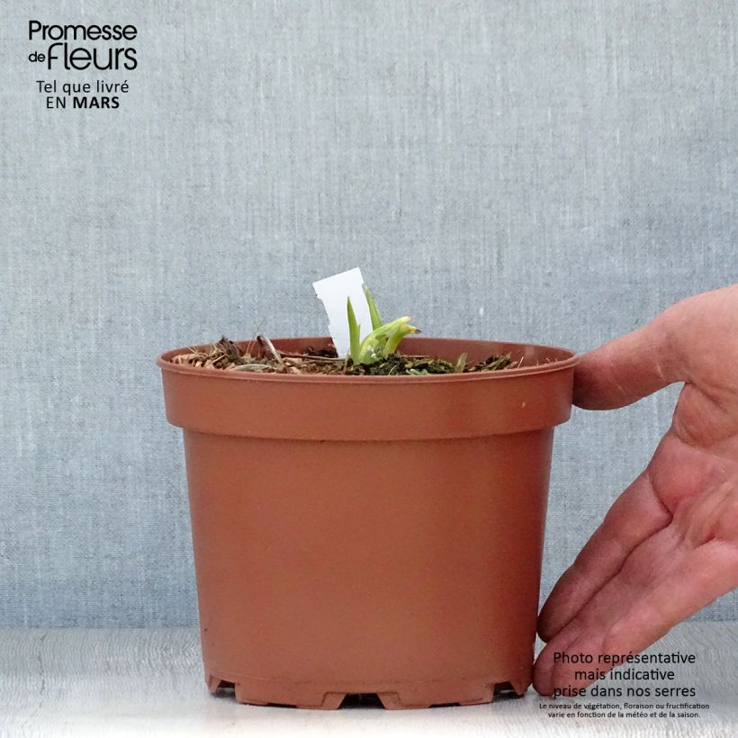 Exemplaar van Hemerocallis citrina - Daglelie Pot van 2 l/3 l zoals geleverd in de lente