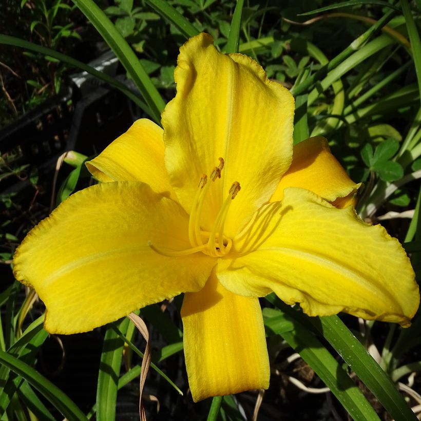 Daglelie Buttercup - Hemerocallis (jonge planten) (Bloei)