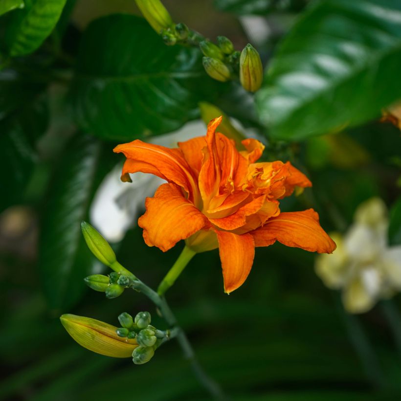 Hemerocallis fulva Flore Pleno - Bruine daglelie (Bloei)