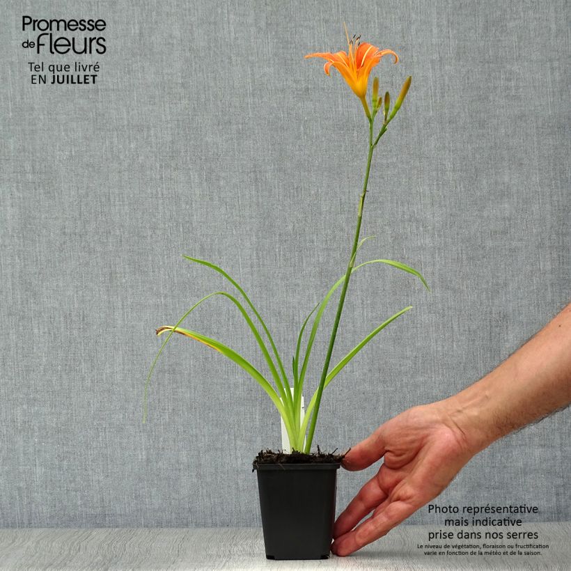 Exemplaar van Hemerocallis fulva - Bruine daglelie Kweekpotje van 8/9 cm zoals geleverd in de zomer