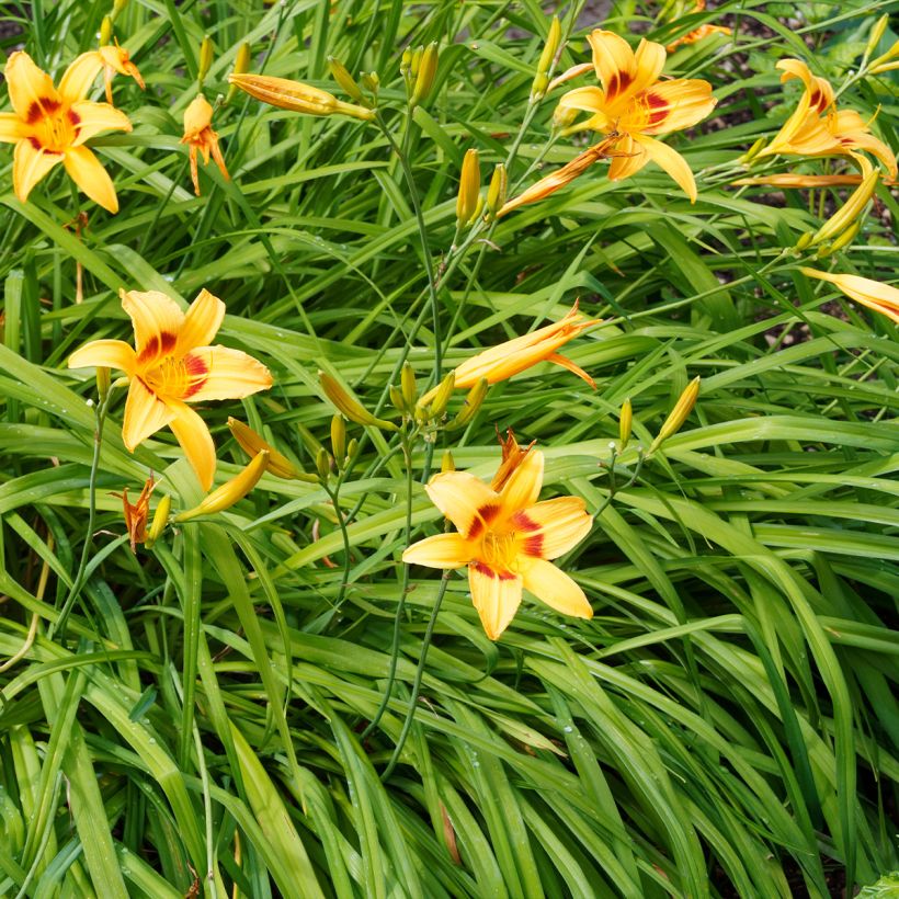 Hemerocallis Bonanza - Daglelie (Groeiplaats)