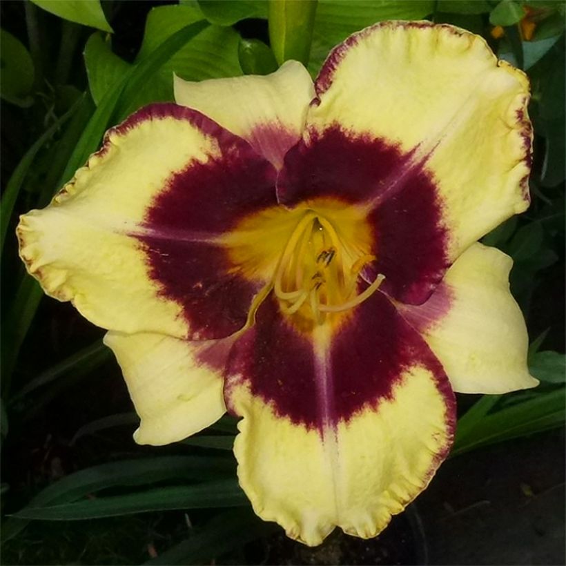 Hemerocallis Calico Jack - Daglelie (Bloei)