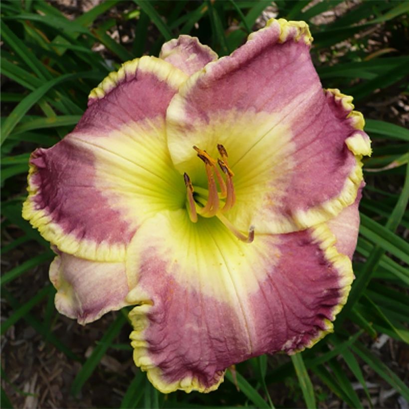 Hemerocallis Cape Breton - Daglelie (Bloei)